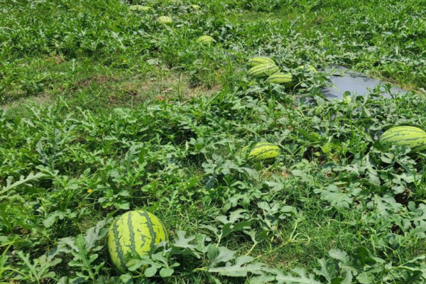 पोखरामा आठ सय रोपनीमा तरबुजाखेती विस्तार हुँदै